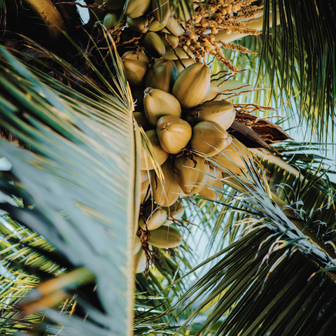 avocado / coconut / sunflower / argan / linseed / macadamia & olive oils