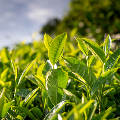camellia sinensis (green tea) leaf extract /