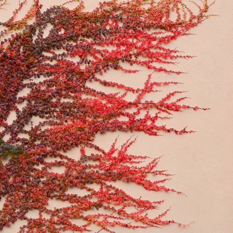 chondrus crispus (carrageenan) /