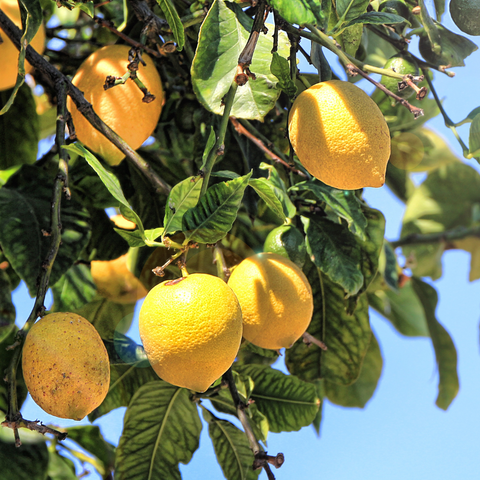 green tea / lemon / apple / sugar cane /