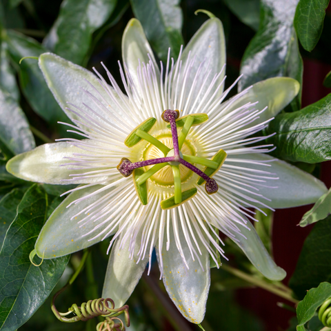 passiflora edulis fruit extract