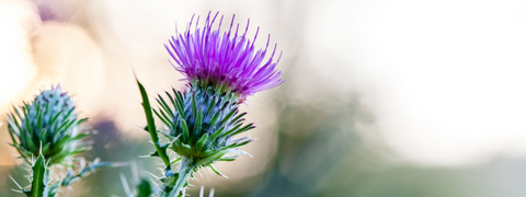 discover the secret to stronger / healthier hair /