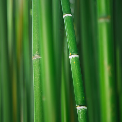 bambusa vulgaris (bamboo extract) /