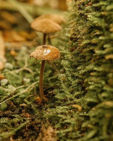 Fructose, sodium hyaluronate and polyporus umbellatus (mushroom) extract