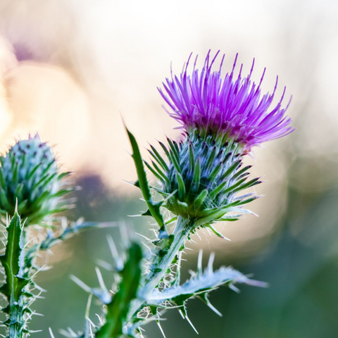 milk thistle seed extract / maltodextrin /