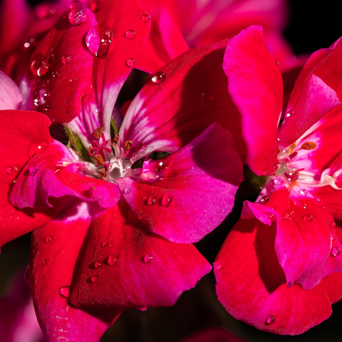 pelargonium graveolens (geranium rose) flower oil