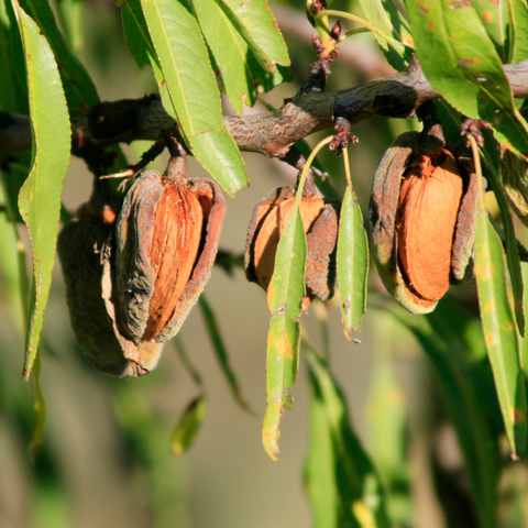 prunus amygdalus dulcis (sweet almond) oil /