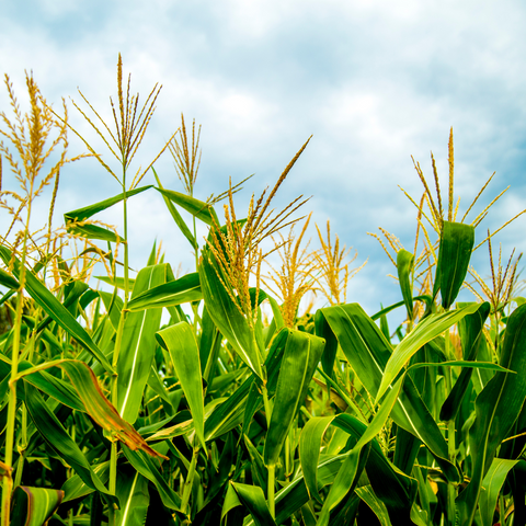 hydroxypropyltrimonium hydrolyzed corn starch /