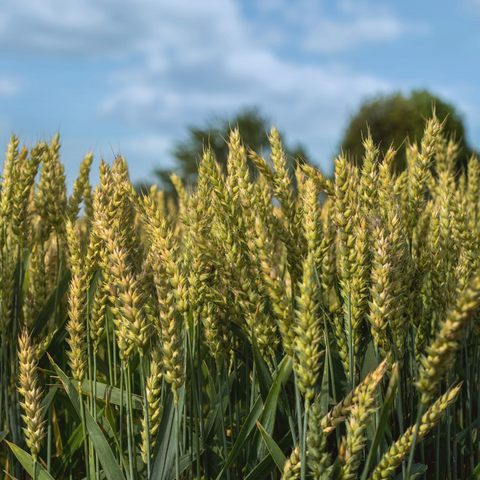 hydrolyzed wheat protein PG-propyl silanetriol /