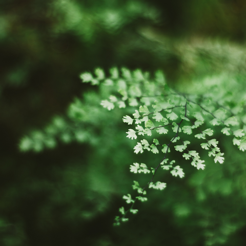 adiantum capillus-veneris (maidenhair fern) extract /